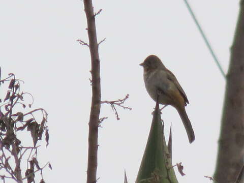 Image of White-throated Towhee