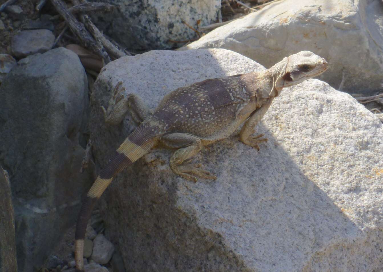 Image of Common Chuckwalla