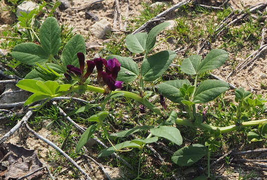 Imagem de Vicia narbonensis L.