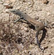 Image of Tiger Whiptail