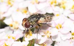 Image of Miltogramma punctata Meigen 1824