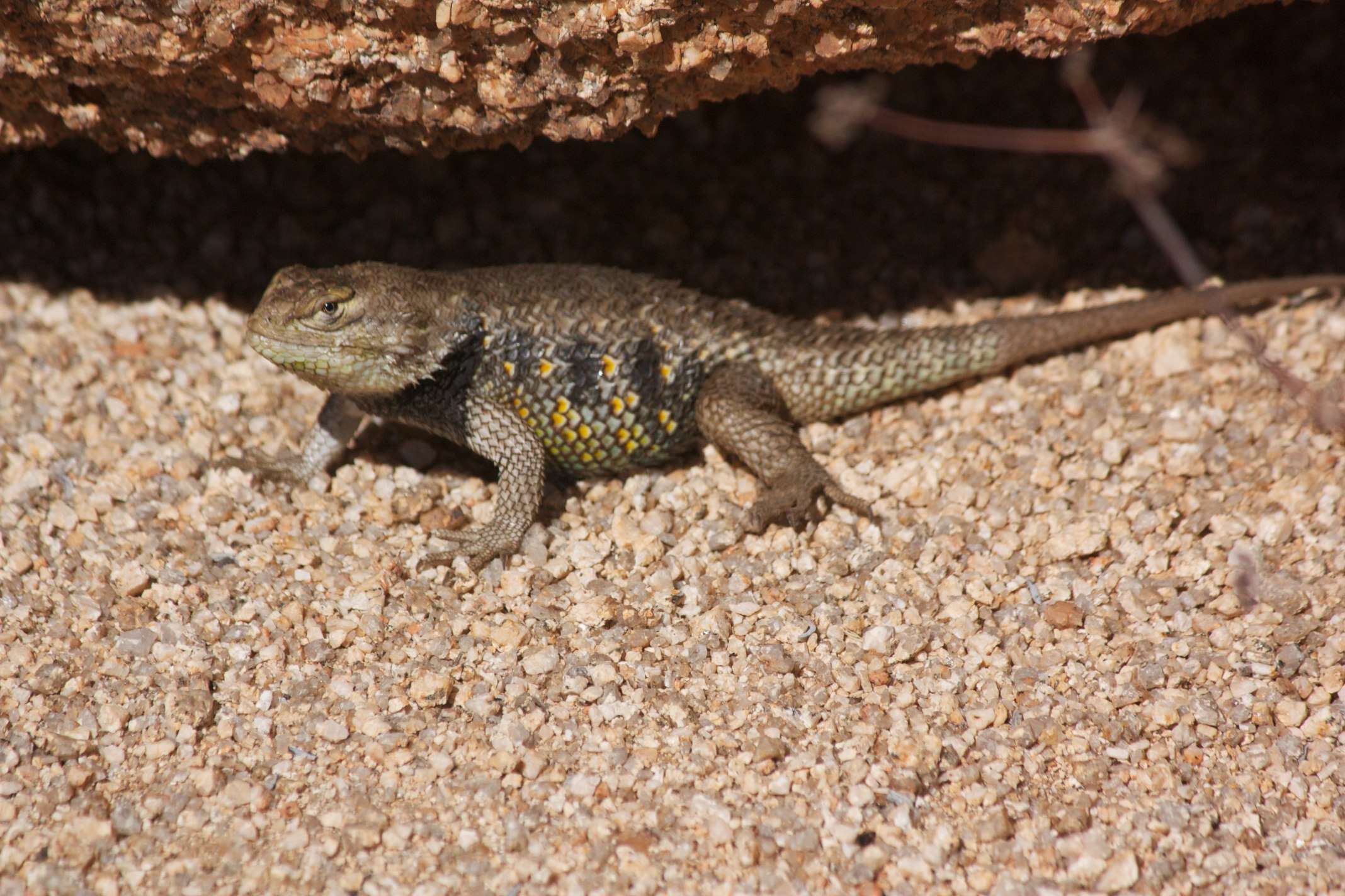 Sceloporus uniformis Phelan & Brattstrom 1955的圖片