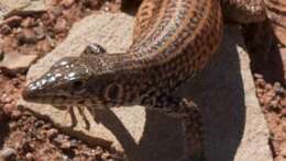 Image of Tiger Whiptail