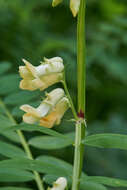 Image of Vicia balansae Boiss.