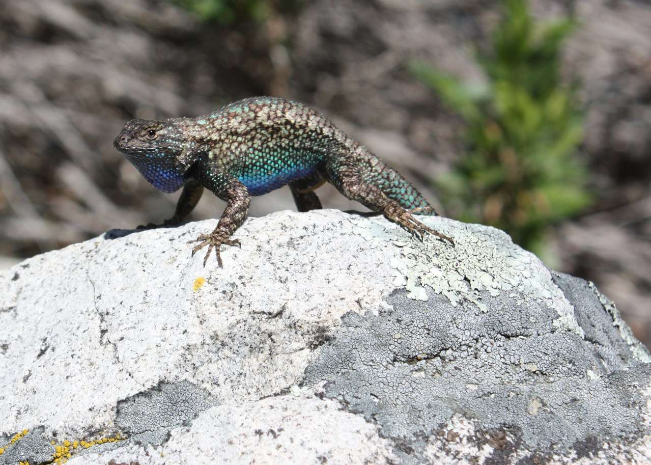 Image of Granite Spiny Lizard