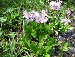 Imagem de Primula auriculata Lam.