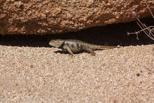 Image of Sceloporus uniformis Phelan & Brattstrom 1955