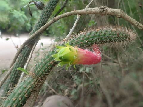 Image of Cleistocactus smaragdiflorus (F. A. C. Weber) Britton & Rose