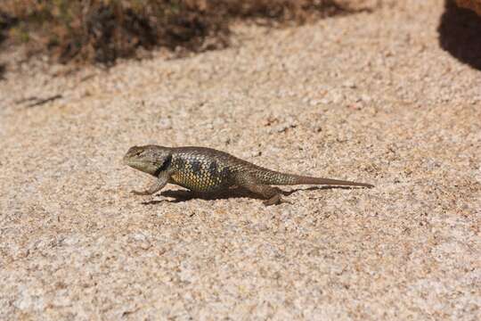 Image of Sceloporus uniformis Phelan & Brattstrom 1955