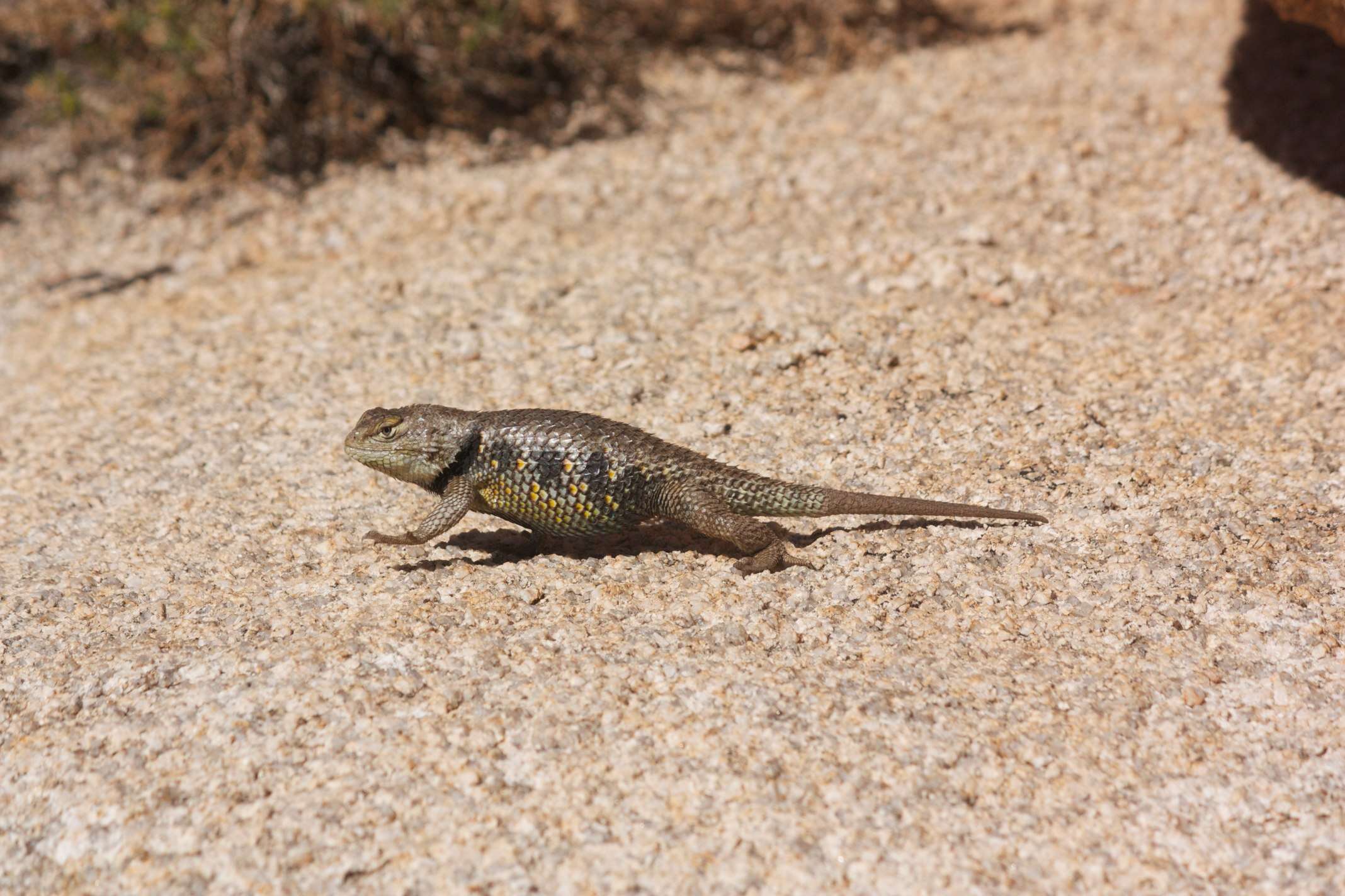 Sceloporus uniformis Phelan & Brattstrom 1955的圖片