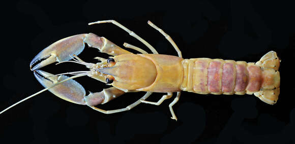 Image of Cherax pulcher