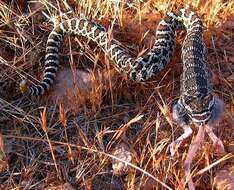 Image of Northern Pacific Rattlesnake