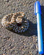 Image of Northern Pacific Rattlesnake