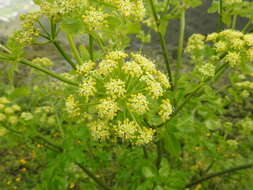 Image of Alexanders