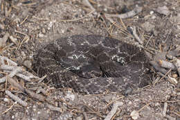 Image of Northern Pacific Rattlesnake