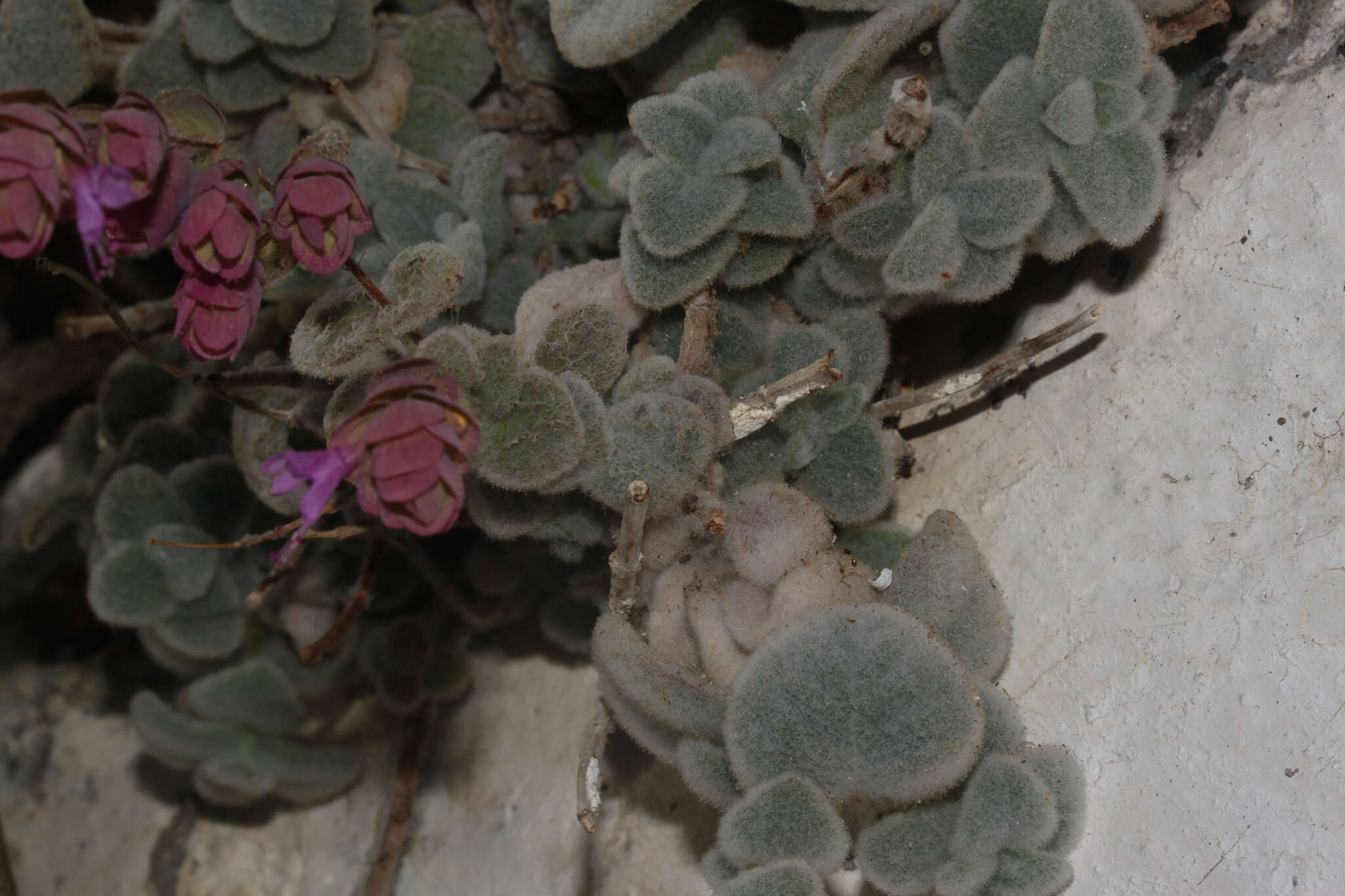 Imagem de Origanum dictamnus L.