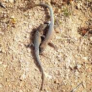 Image of common side-blotched lizard