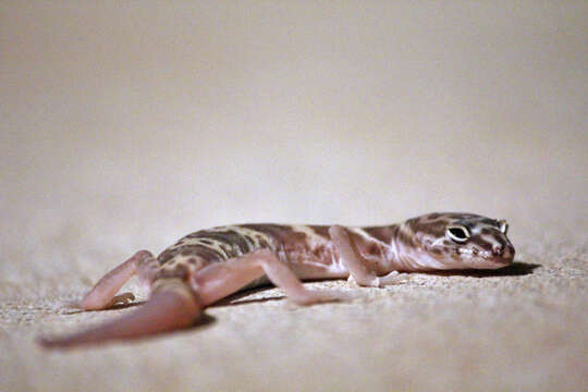 Image of Western Banded Gecko