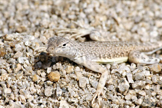 Image of Zebratail lizards