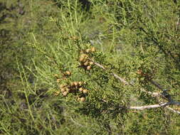 Juniperus phoenicea subsp. turbinata (Guss.) Nyman resmi