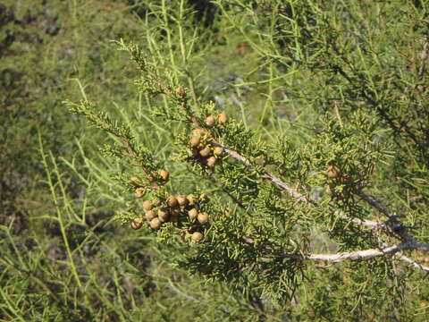 Image of Juniperus phoenicea subsp. turbinata (Guss.) Nyman