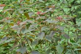 Image de Acalypha chiapensis Brandegee