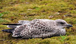 Image of European Herring Gull