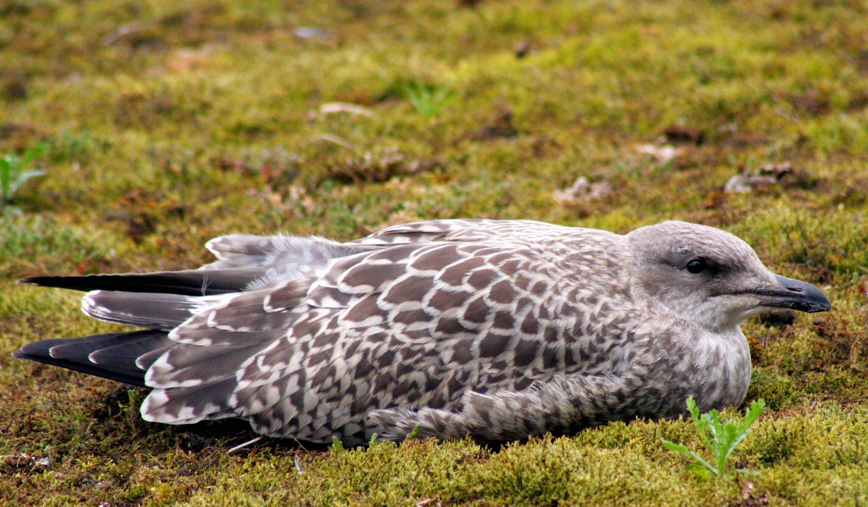 Image of European Herring Gull