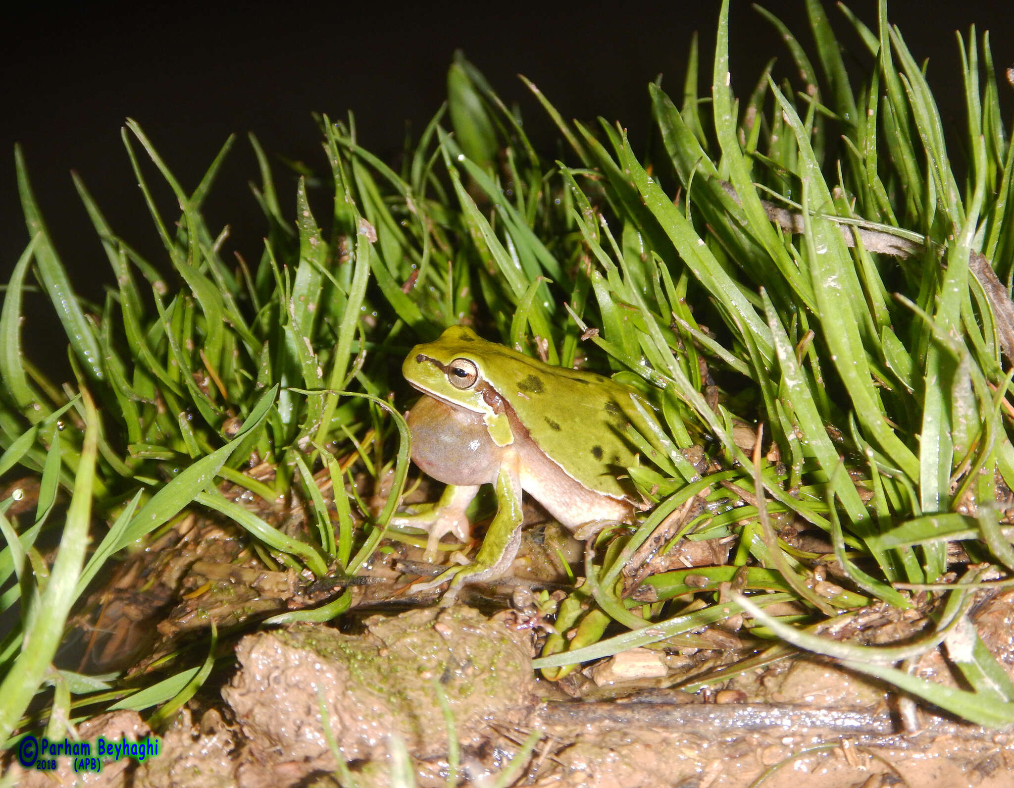 Image of Lemon-yellow tree frog