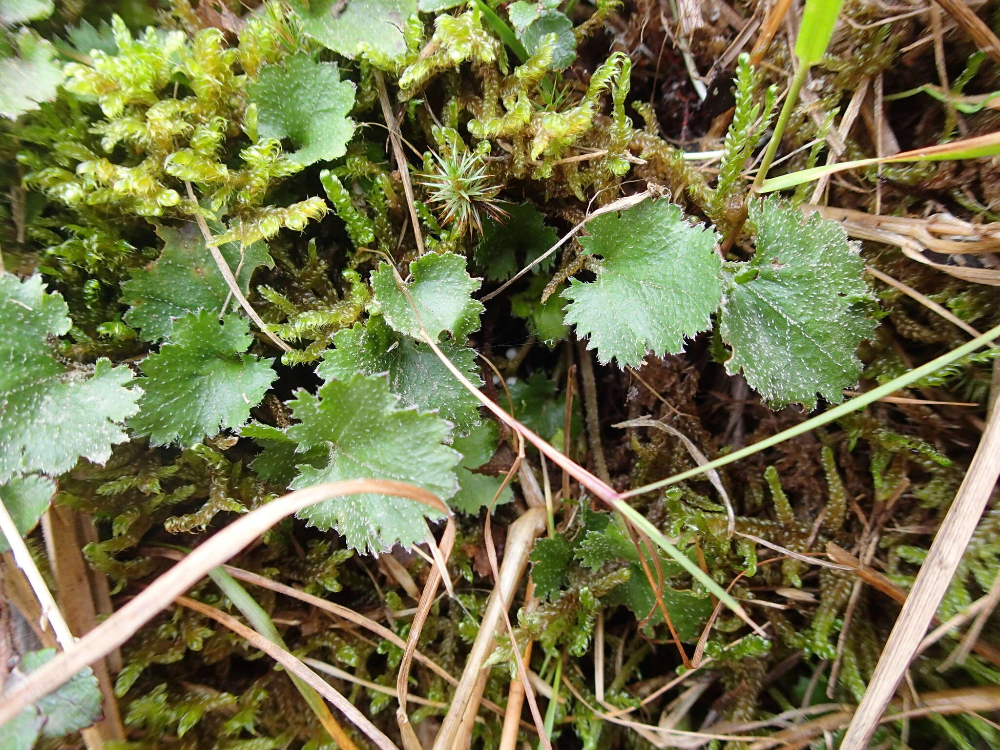 صورة Gunnera monoica Raoul