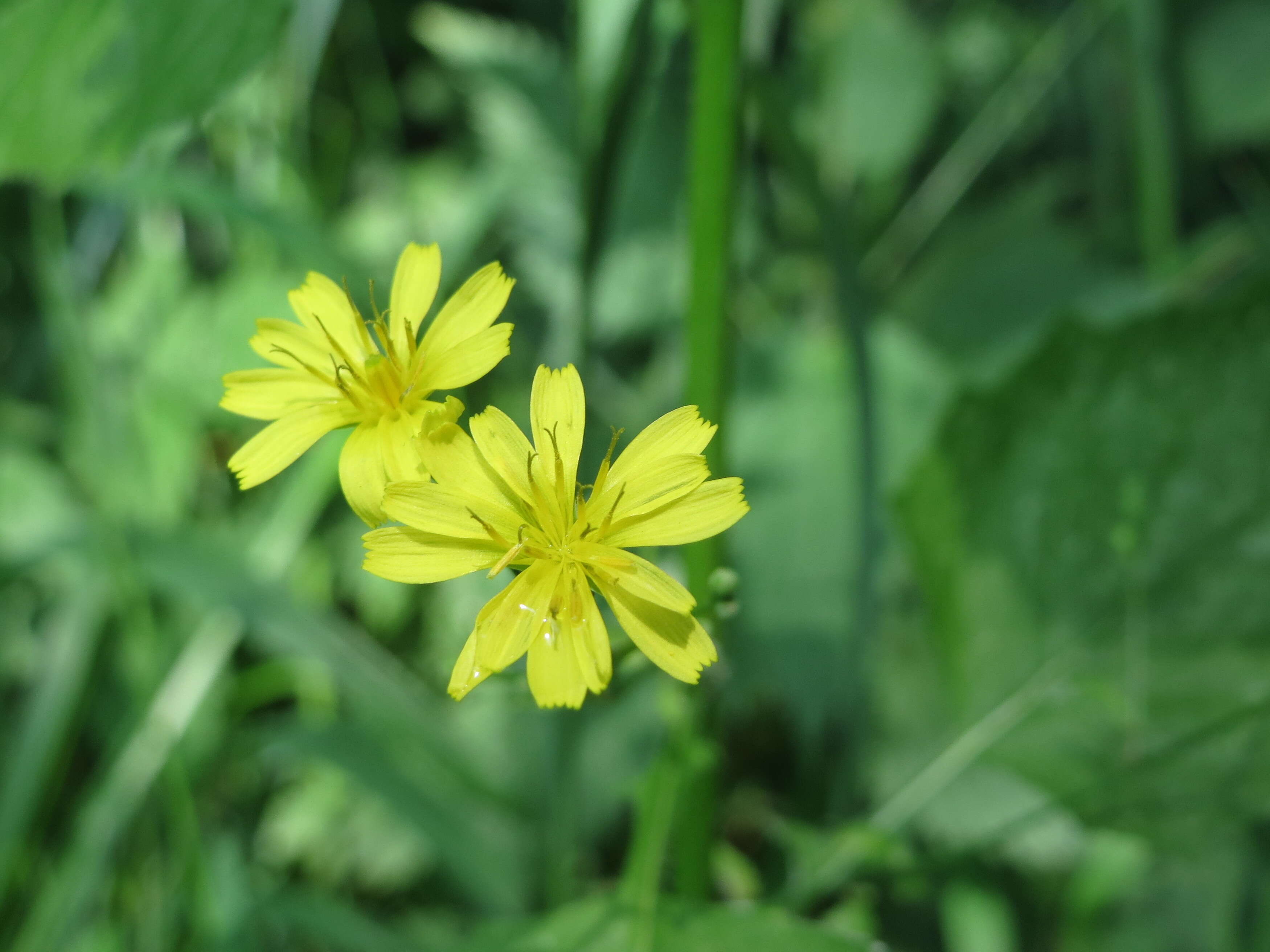 Image of nipplewort