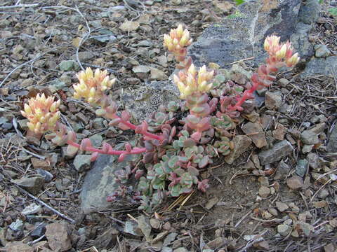 Image of Sedum flavidum