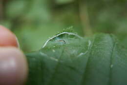 Image of Hazel Slender