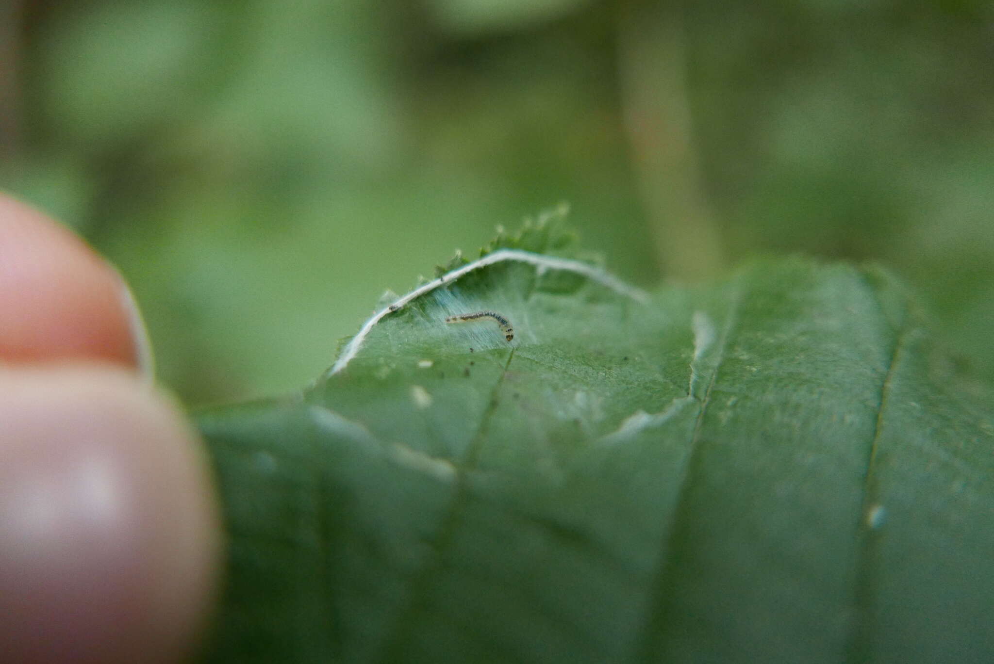 Image of Hazel Slender