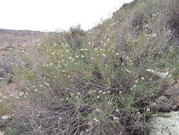 Image of Phymaspermum parvifolium (DC.) Benth. & Hook. fil.