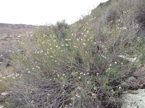 Image of Phymaspermum parvifolium (DC.) Benth. & Hook. fil.