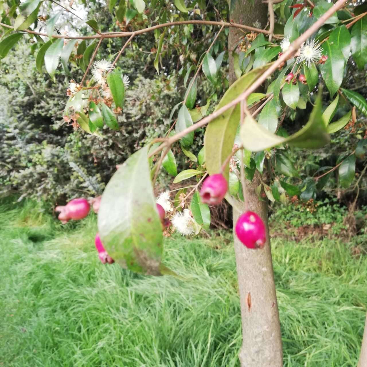 Syzygium paniculatum Gaertn. resmi