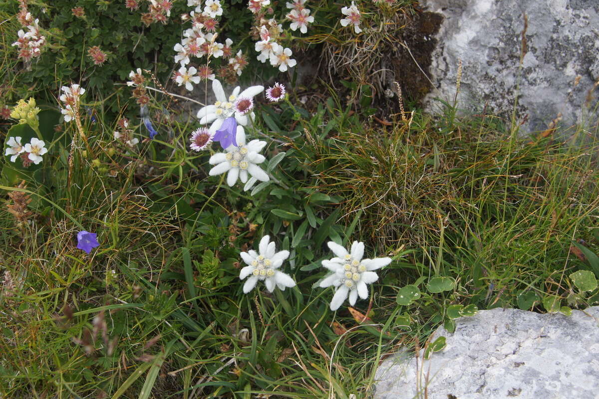 Image of edelweiss