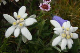 Image of edelweiss