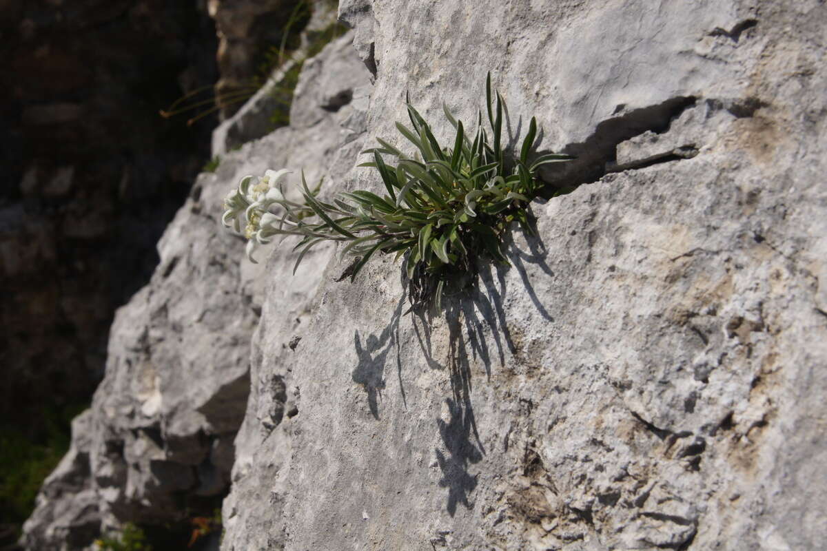 Image of edelweiss