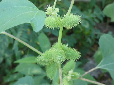 Image of Xanthium strumarium subsp. strumarium