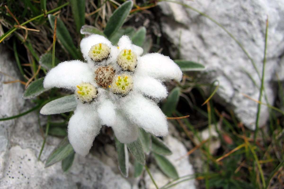 Image of edelweiss