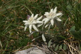 Image of edelweiss