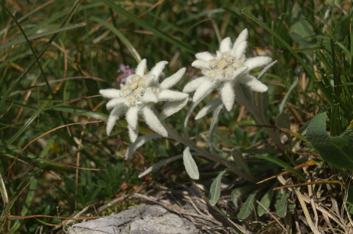 Image of edelweiss