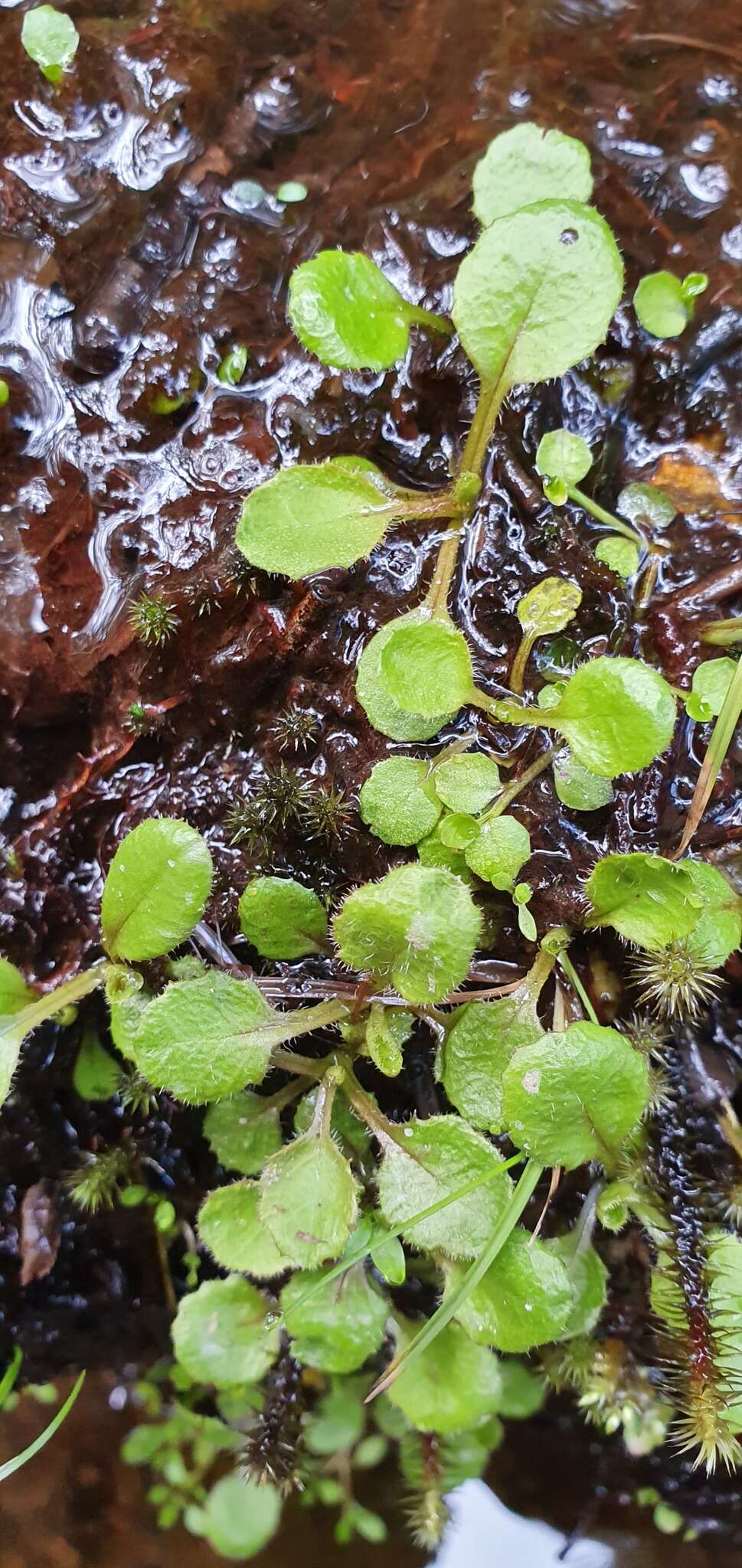 Plancia ëd Lagenophora pumila var. barkeri (Kirk) Simpson