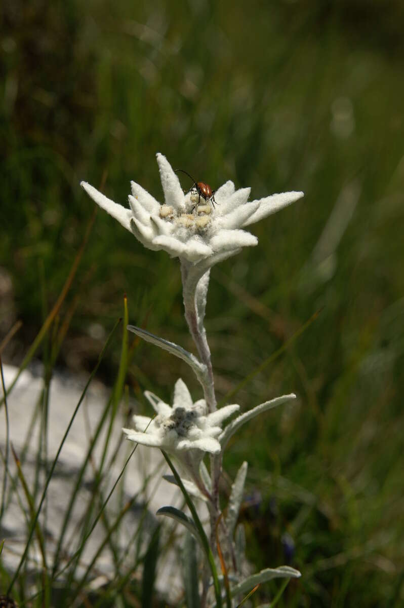 Image of edelweiss