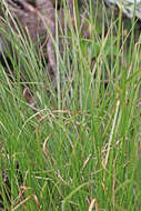 Image of valley sedge