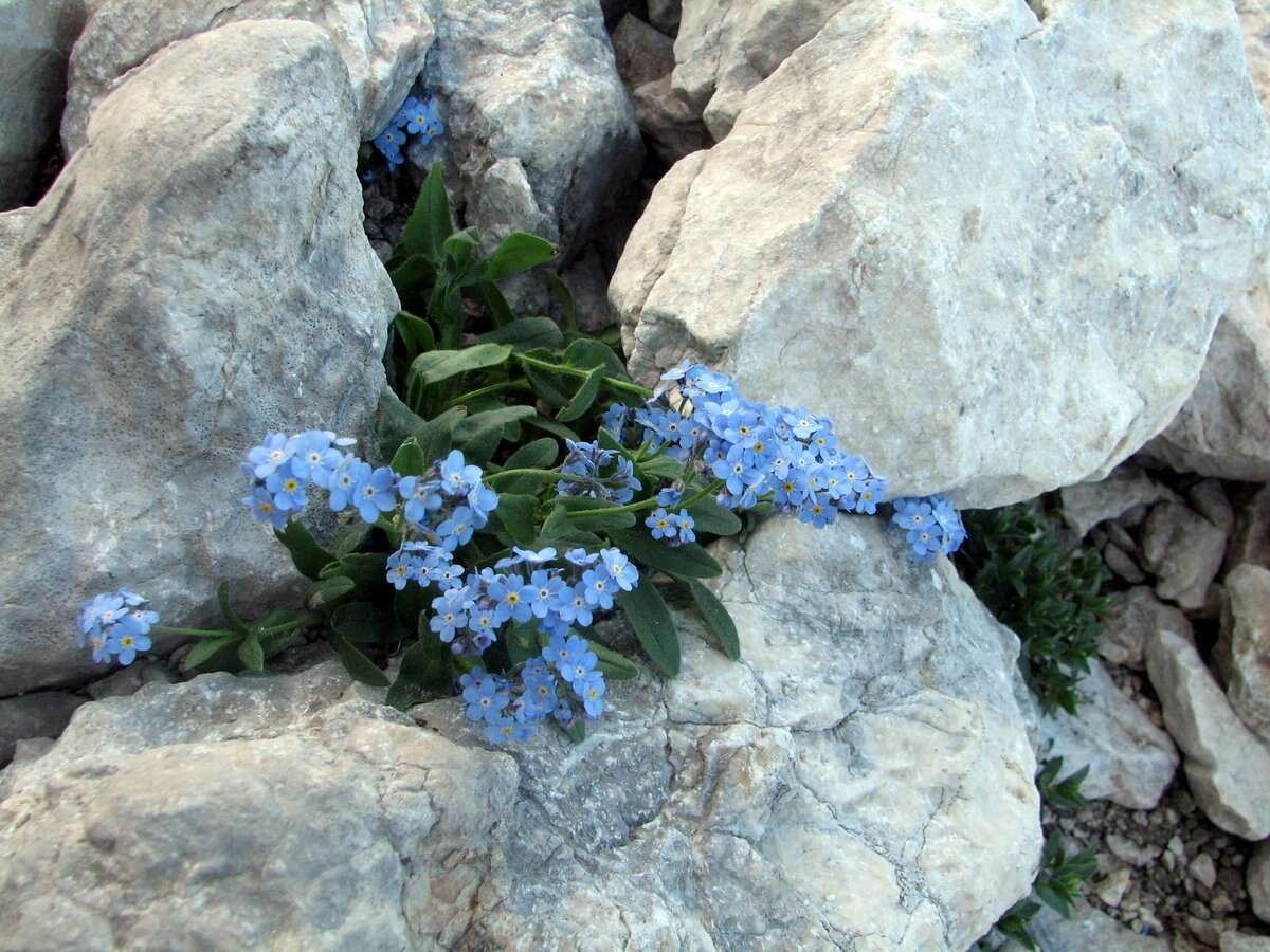 Image of Alpine forget-me-not