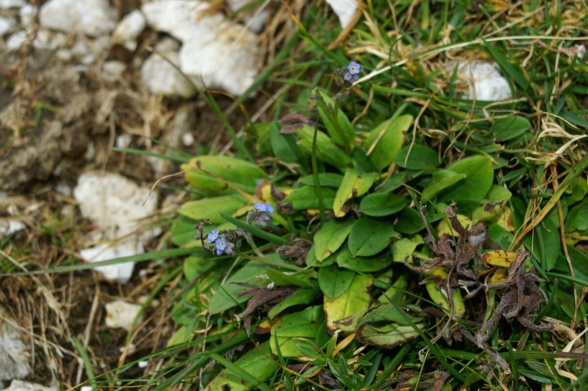 Image of Alpine forget-me-not