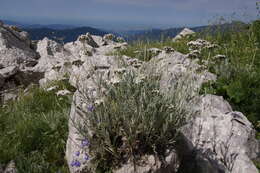 Image of silvery yarrow